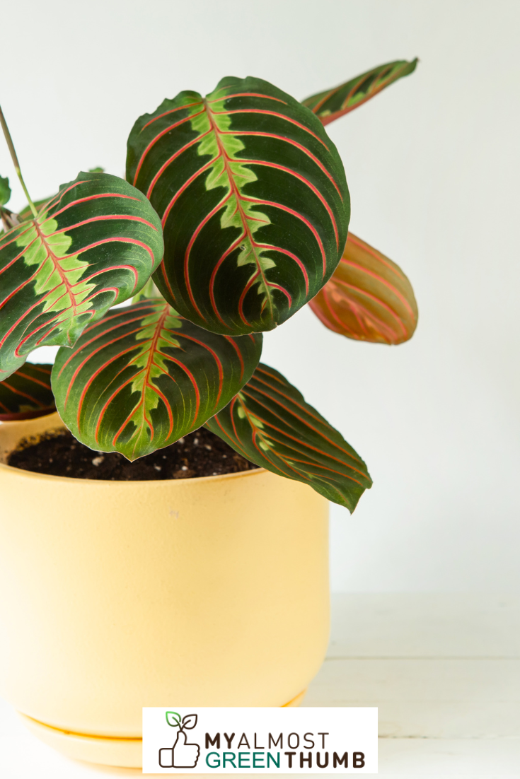 Fake Lemon Lime Prayer Plants May Be an Additional Consideration  